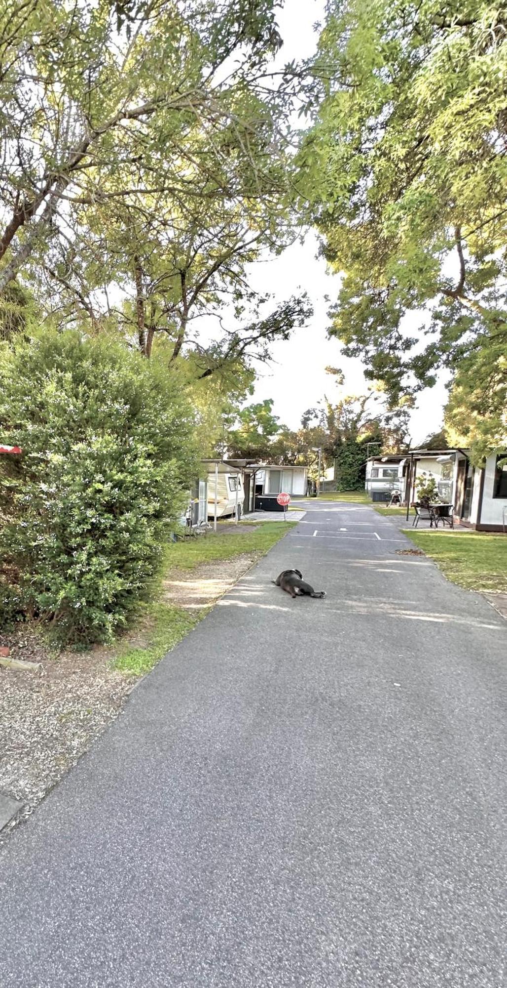 Mornington Peninsula Retro Caravans Rye Εξωτερικό φωτογραφία